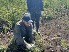 «Полюс Алдан» высаживает новый лес