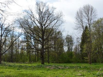 Парк с системой искусственных прудов