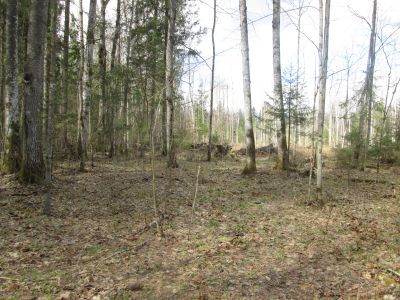 Памятное место, где в 1942-1943 гг. базировалась 17-я Смоленская партизанская бригада под командованием Молчанова и Стрелкова