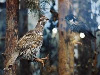 Музей «Дом природы»