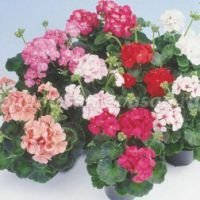 Пеларгония зональная Апаче Микс (1уп-100шт) профессиональные семена