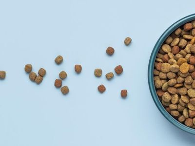 Роскачество назовет лучшие марки сухого корма для кошек