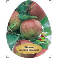 Яблоня Коричное полосатое (подвой семенной)