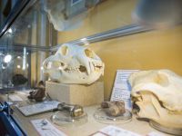 Омский музей просвещения