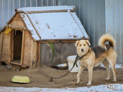 Для владельцев собак предлагают ввести уголовное наказание