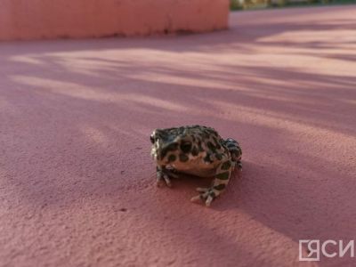 Помогает ли глотание лягушки при гастрите и язвах желудка, рассказала гастроэнтеролог из Якутска