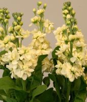 Маттиола Синдерелла Еллоу 50шт (Takii Seed)