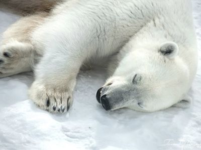 Белый медведь забрел в Жиганский район Якутии