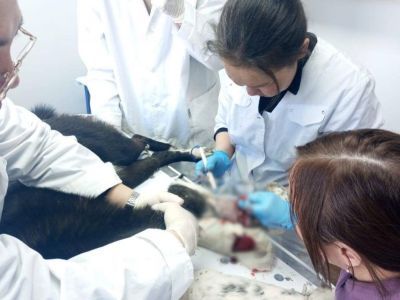 В Амгинском районе ветеринары ампутировали лапу охотничьей собаке, попавшей в капкан