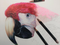 Карандаш цветной Derwent "Chromaflow" Оливковый