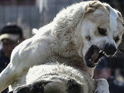 В Якутске в парке отдыха алабай напал на женщину