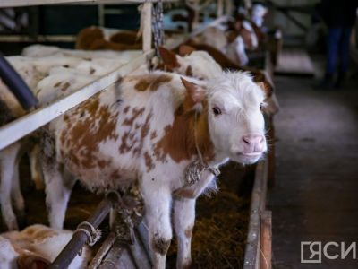 В Якутии увеличили субсидии на поддержку сельхозпроизводства