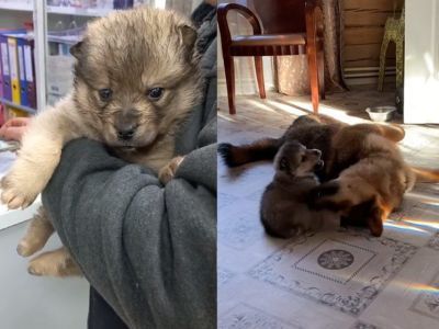 Щенка с отмороженными лапами спасли в Якутске