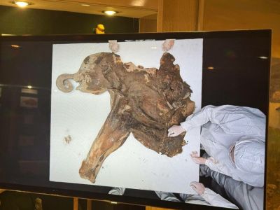 Ученые приступили к вскрытию обнаруженного в Якутии мамонтенка