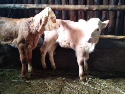 В Тасагарском наслеге Вилюйского улуса Якутии 2022 год стал урожайным на телят-двойняшек