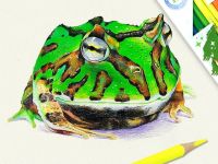 Набор карандашей цветных ACMELIAE "Artmate" 5 в 1, 60 цв