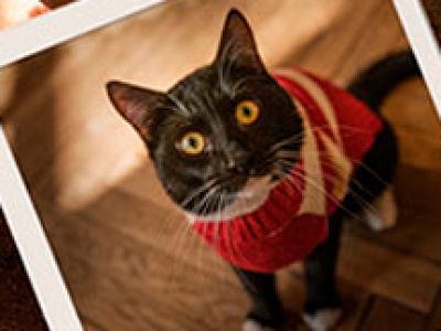 Кот тут главный