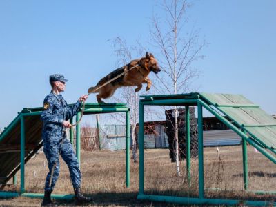 В исправительной колонии Якутии прошли тренировки служебных собак