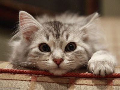 В центре Якутска пройдет ярмарка пристройства животных