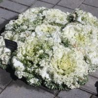 Капуста декоративная Камоме Вайт (1уп-1000шт) профессиональные семена