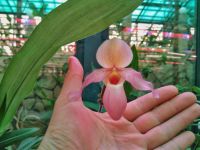 Музей орхидей