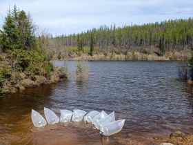 Экологи АЛРОСА открыли сезон зарыбления рек и выпустили в реку Вилюй молодь чира