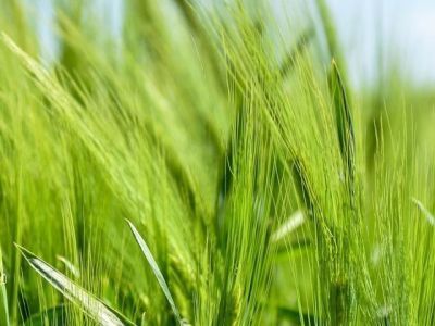 Роскачеством сертифицированы первые производители органики