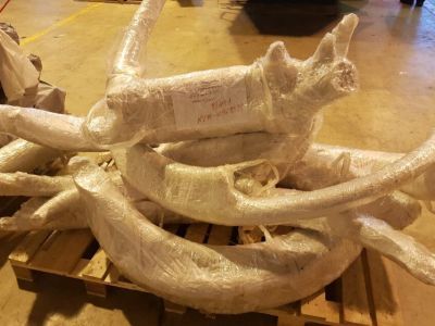 С начала года из Якутии за рубеж вывезли 5,5 тонны бивней мамонта