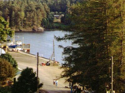 Односторонняя аллея лиственниц на берегу Монастырской бухты