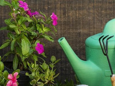 Тачки, семена и раскладные столы: на что тратили дачники в 2024 году