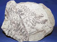 Музей геологии Центральной Сибири