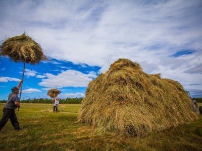 Якутск закупит 750 тонн сена