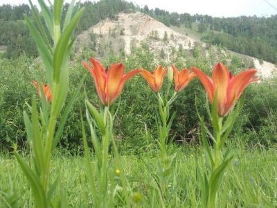 Эффективность защиты растений из Красной книги РФ предложили повысить