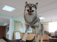 Краеведческий музей Шегарского района