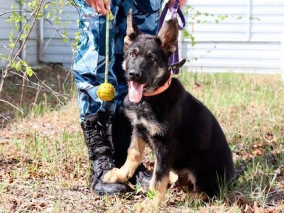 Щенков из Иркутской области готовят к несению разыскной службы в Якутии
