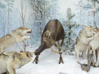 Русскинской музей Природы и Человека им. Ядрошникова Александра Павловича