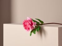 Цветок Peony