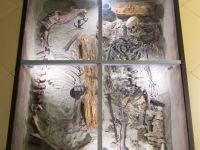 Новосибирский государственный краеведческий музей