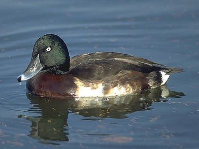 В Томпонском районе Якутии браконьеры добыли краснокнижных птиц