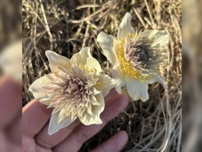 Подснежники-мутанты выросли недалеко от Нюрбы в Якутии