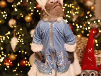 Билеты на Новый год с обезьянкой Читой и Фокусником Новиковым (ProKids) / Событие | Афиша | ИнфоТаймс