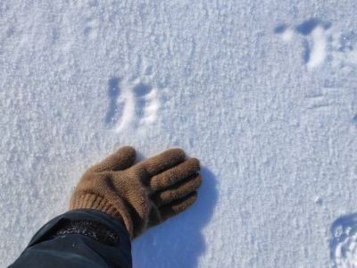 Белые медведицы с детенышами вышли из родовых берлог в Якутии
