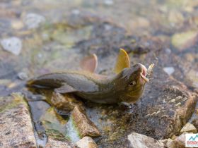 Рыбалка на реке Туолба