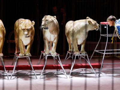 Билеты на Империя львиц (Цирк) / Событие | Афиша | ИнфоТаймс