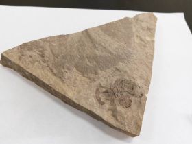 В Якутии ученые собрали уникальные образцы кембрийского периода