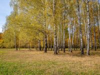 Роща «Лучинник»