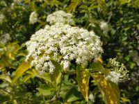 Дендрарий г. Выксы