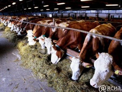 Эксперт: «Якутия находится на передовом уровне развития животноводства»