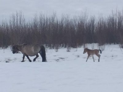 Первый жеребенок родился в Верхоянском улусе Якутии