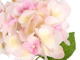 Цветок Hydrangea Eype